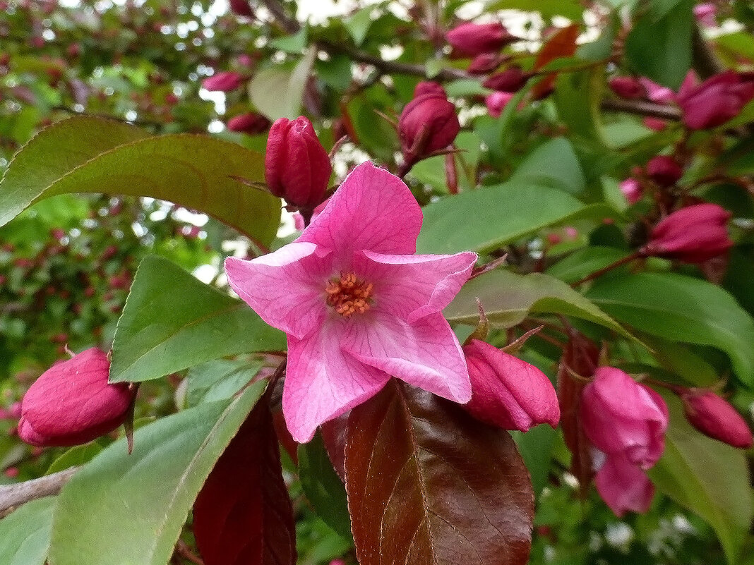 Розовая яблоня польского сорта Ола - Наиля 