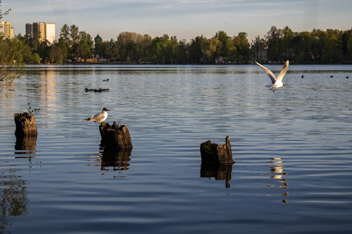 чайки у озера - Yurij Katkov