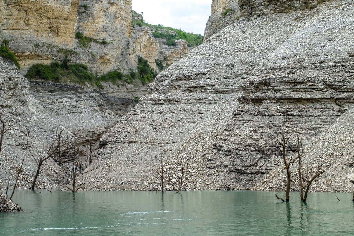 Дерево Чиркейского водохранилища - Георгий А