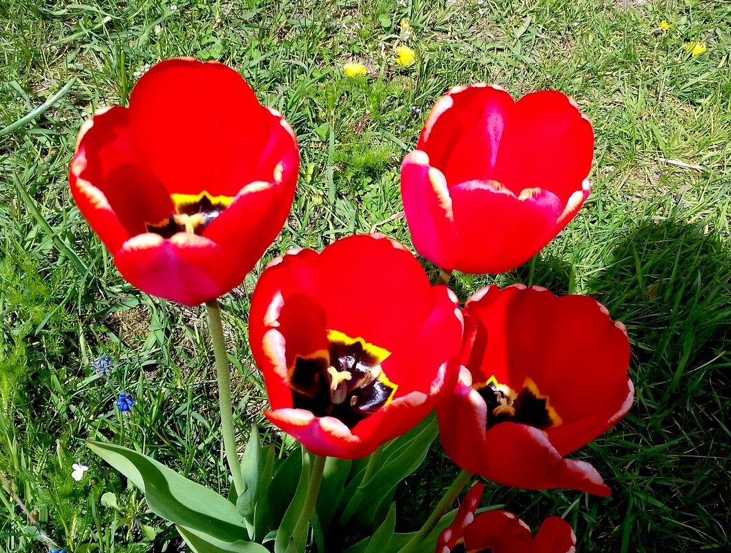 красные тюльпаны - Владимир 