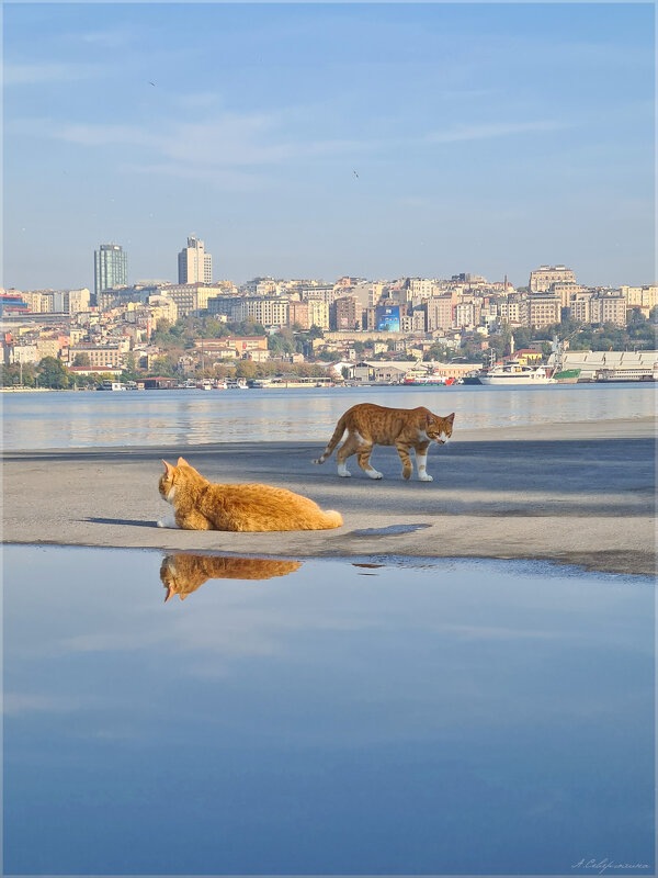 Отражение рыжего кота, Стамбул, ноябрь 2021 - Анастасия Северюхина