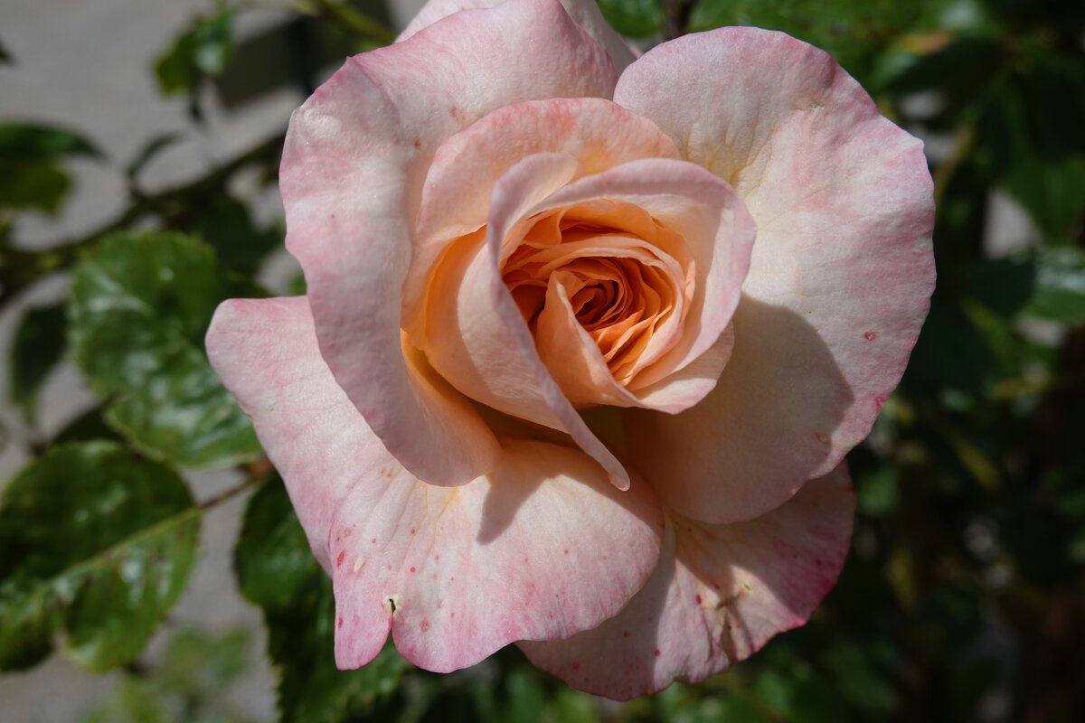 майская роза - Galina Dzubina