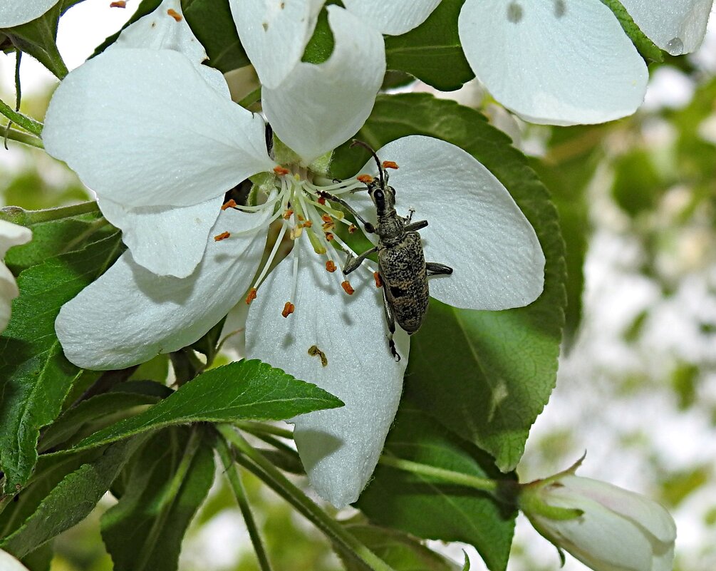 Рагий ребристый на цветке яблони - Лина 