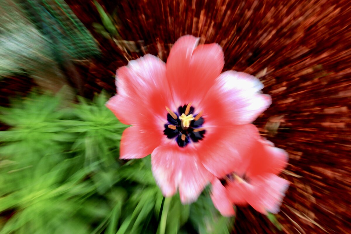 Брызги тюльпана - Любовь 