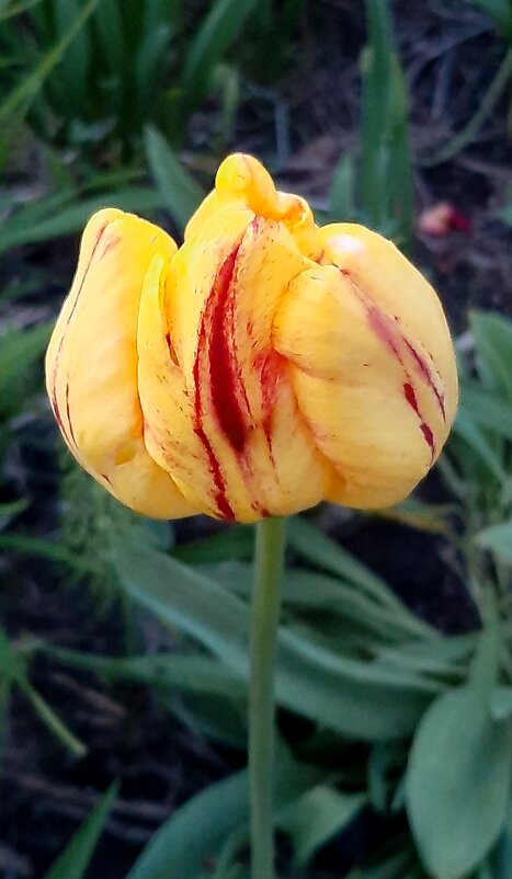 Последние тюльпаны в последний день весны... - Наталья Герасимова