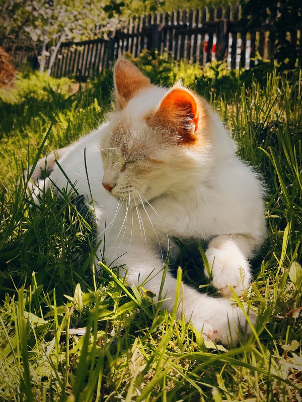 Жизнь хороша, когда отдыхаешь неспеша или дачная жизнь кота :)) - Irina 