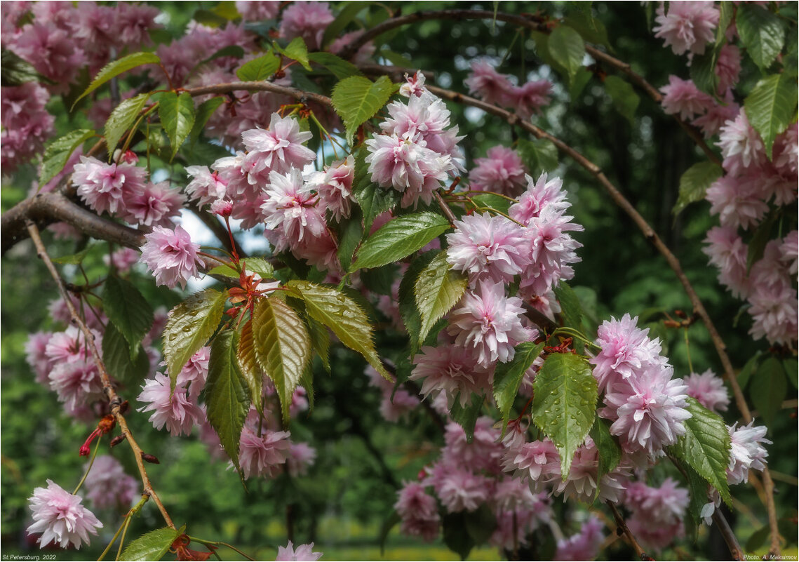 Цветение японской вишни Кику-шидаре (Kiku-shidare) - Александр Максимов