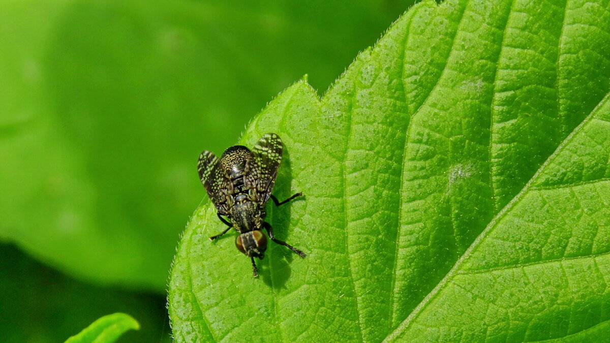 Platystoma seminationis  (лат.) — мелкая муха из семейства платистоматид (Platystomatidae). - Ivan Vodonos