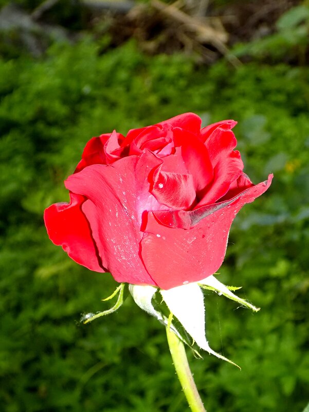 Новая роза - Константин Штарк