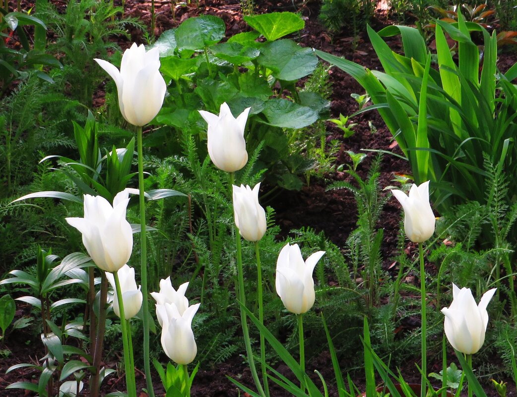 Белые тюльпаны - Андрей Снегерёв