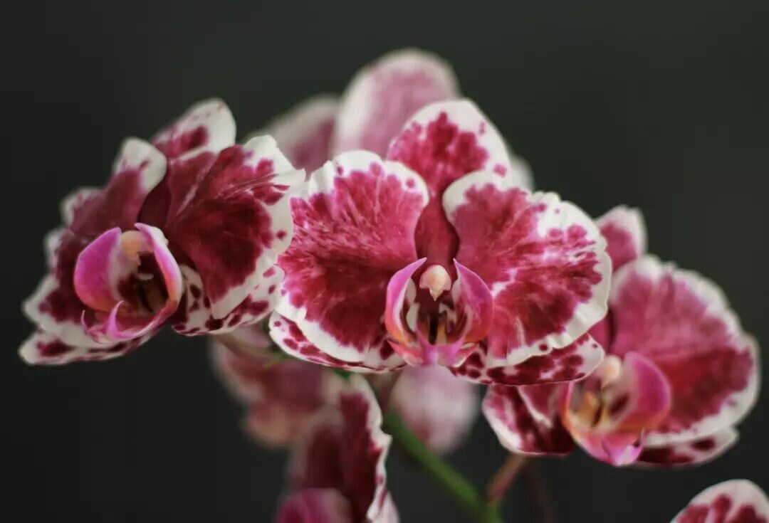 орхидея - Виктория 