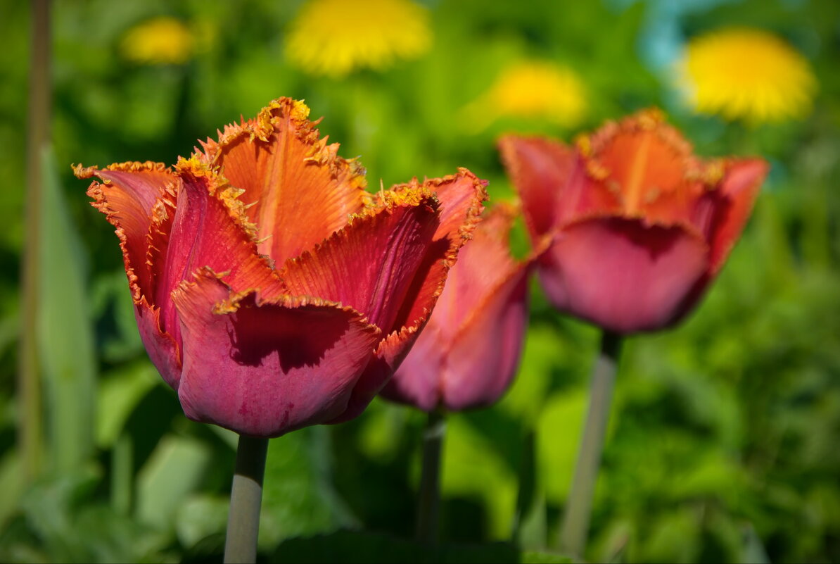 Яркие тюльпаны - lady v.ekaterina