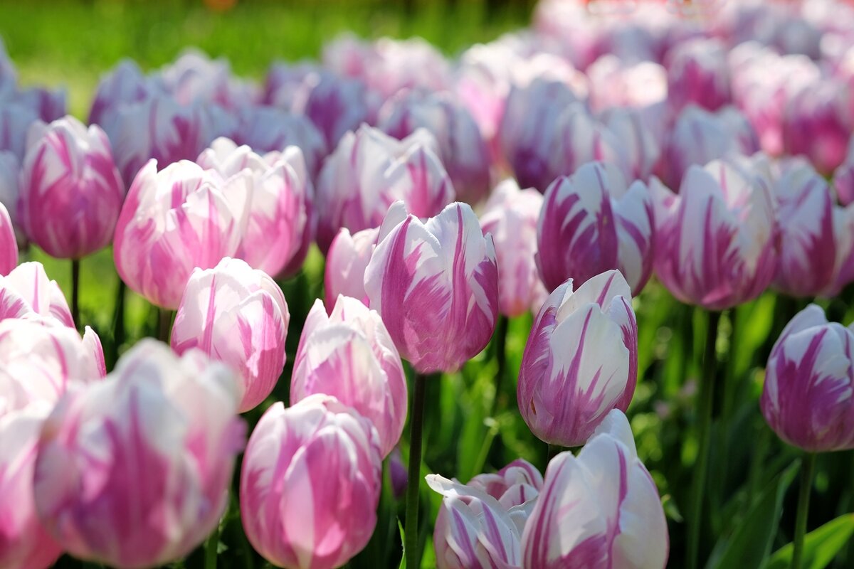 Тюльпан Tulipa "Flaming Prince" - wea *