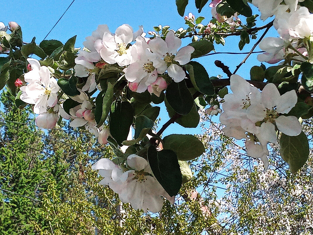 Ветка яблони - Фотогруппа Весна