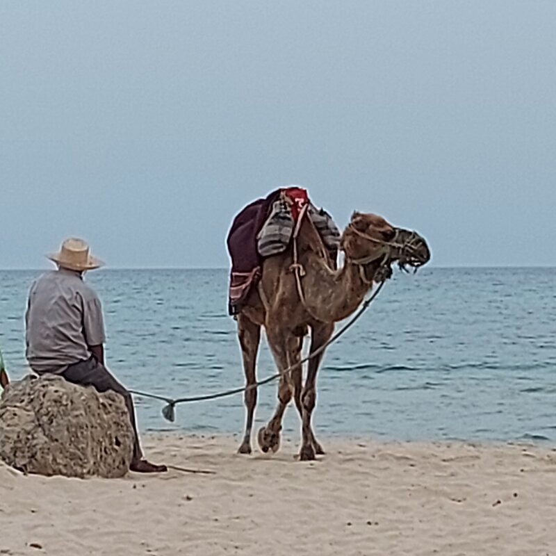 Старик и море..... и верблюд - Светлана Фролова