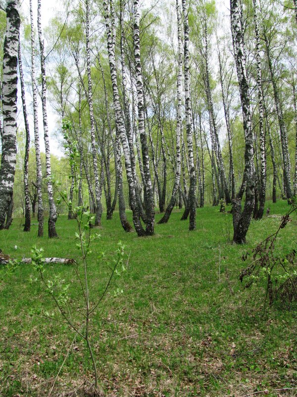 Ранняя весна. - Владимир Драгунский