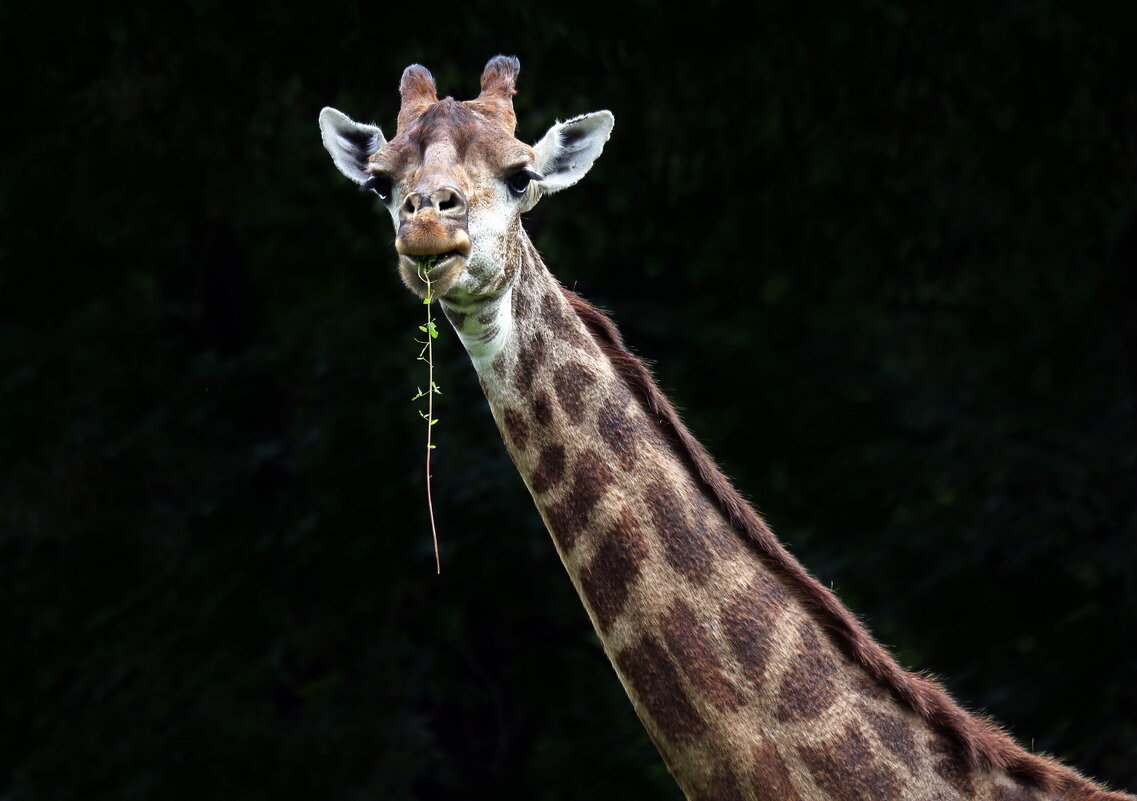жираф с моей выставки "И в зоопарке можно жить" - Михаил Бибичков