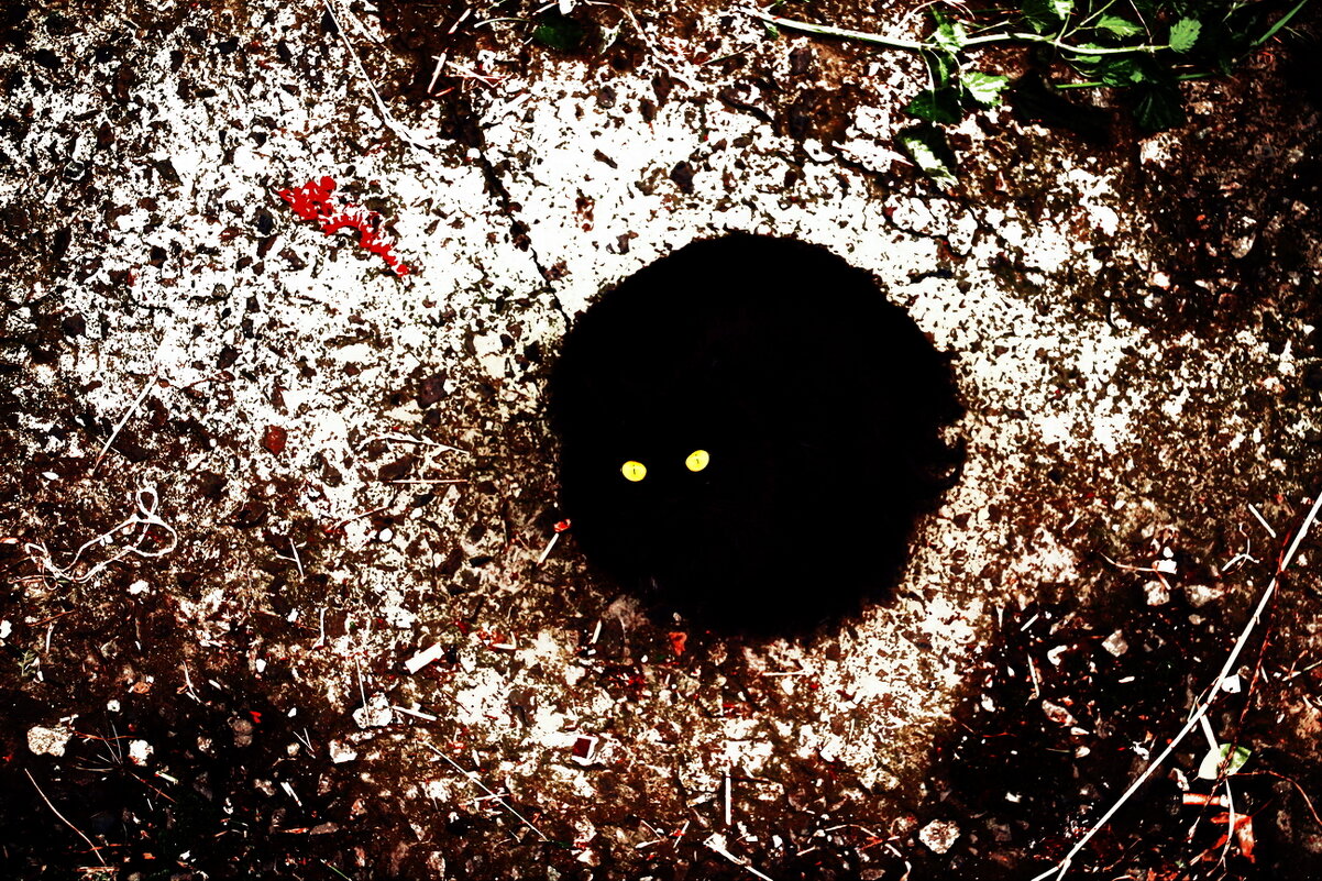 Жил да был чёрный кот под окном.. - Снежный человек 