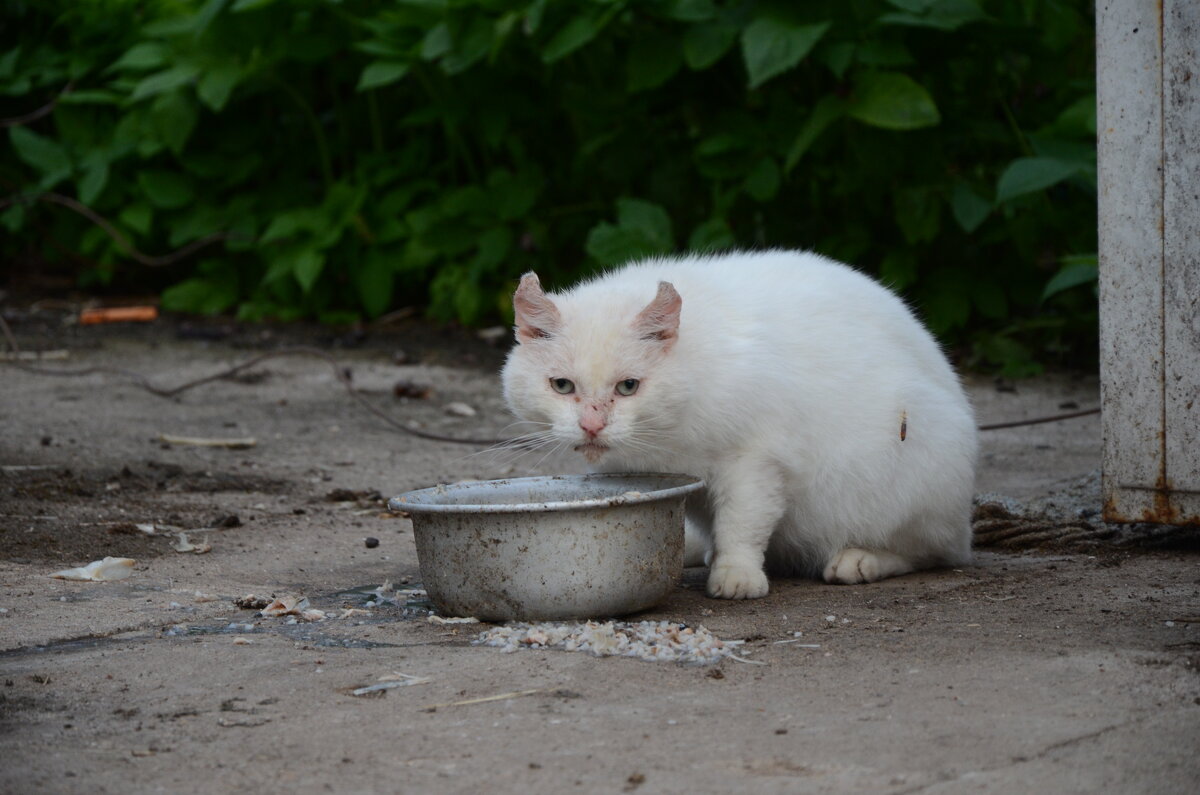 Батюшкин кот - Александра Абрамович