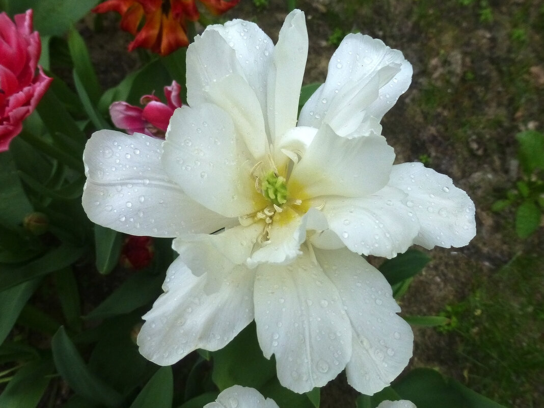Тюльпан махровый после дождя - Наиля 