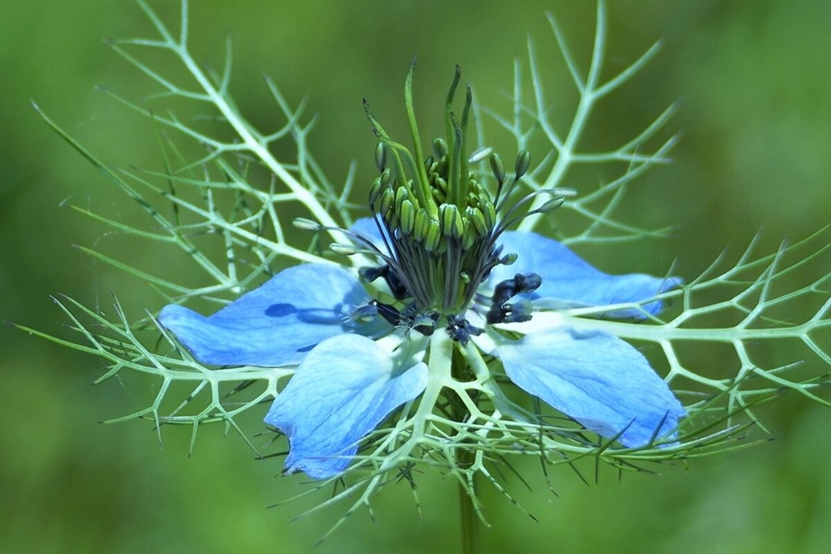 Nigella damascena  Чернушка дамасская Нигелла - wea *