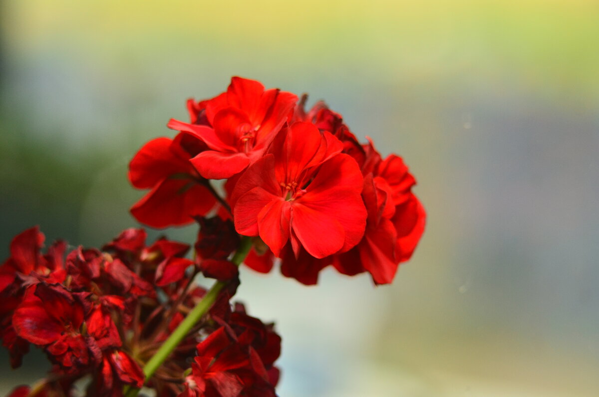 Красная но не роза...но красивая не хуже. - Станислав Мутовин