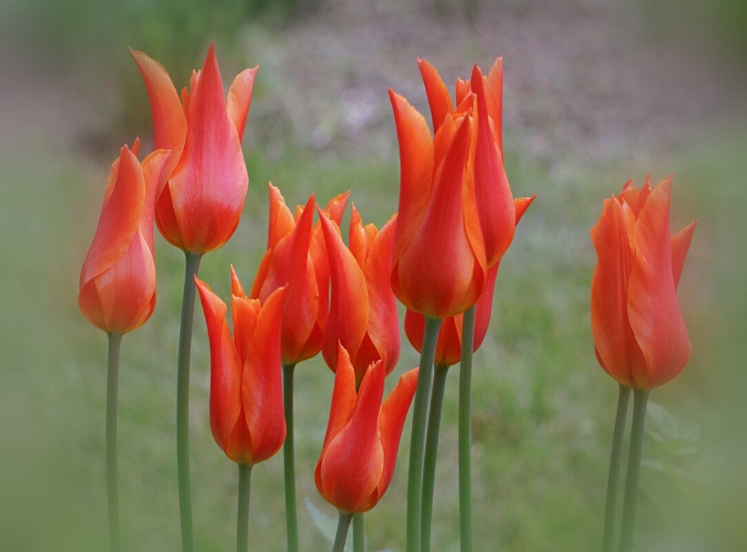 Тюльпаны - Ольга 