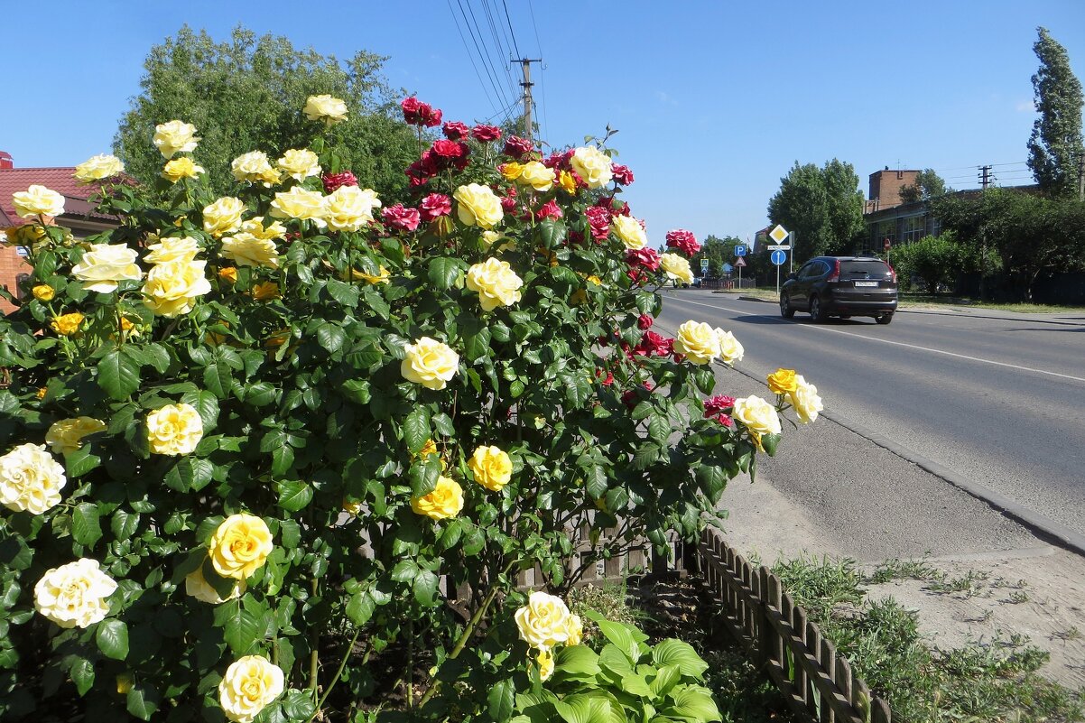 Благоухают июньские розы - Татьяна Смоляниченко