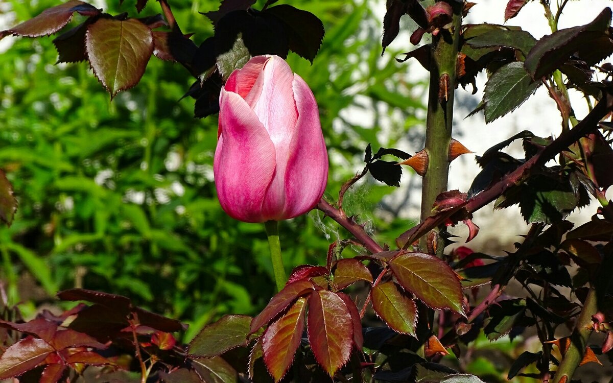 Тюльпан по соседству с розой. - Милешкин Владимир Алексеевич 