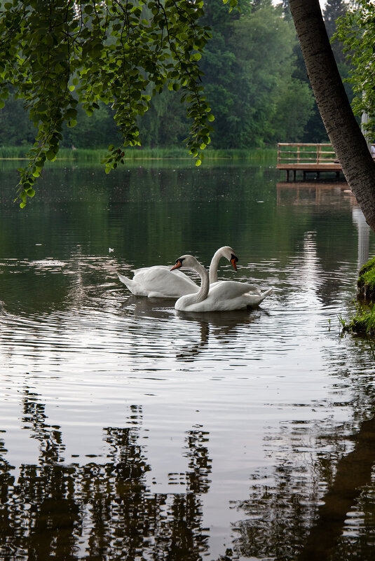 На озере - Светлана Карнаух