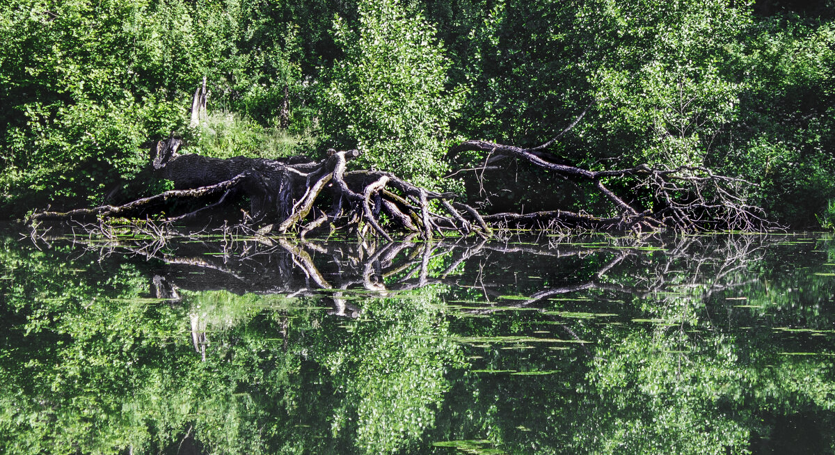 Упавшее дерево в озеро - Олег Д