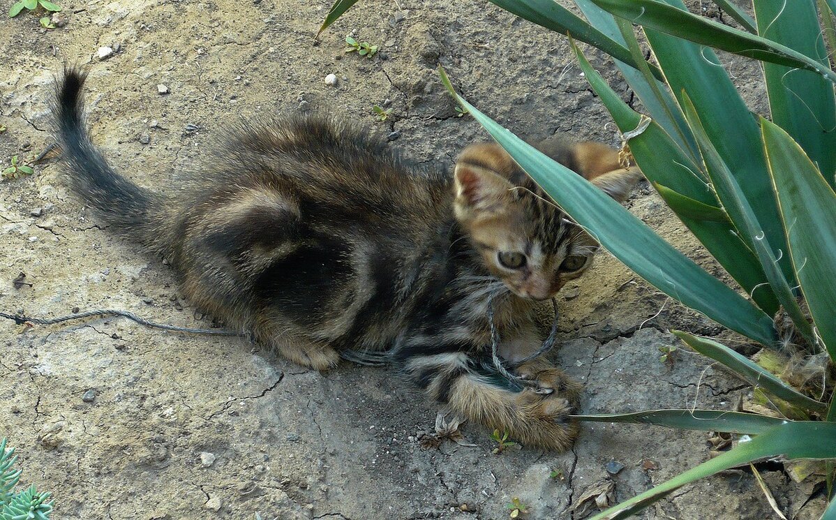 Котёнок - Вера Щукина