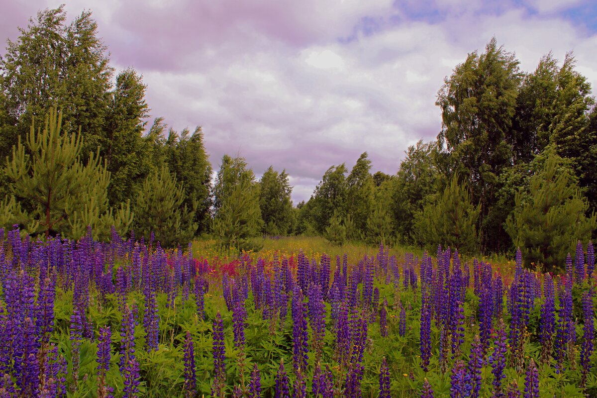 Цветочная полянка в лесу. - Татаурова Лариса 