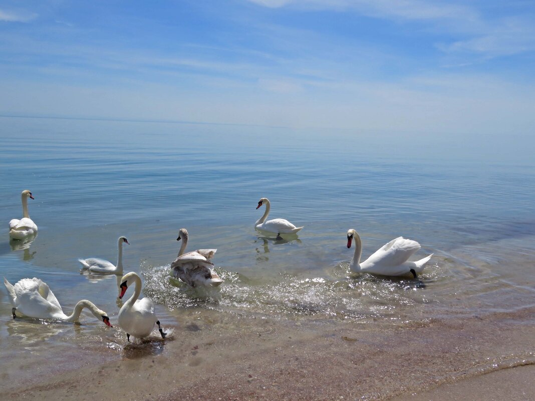 Лебеди с Черного моря - ИРЭН@ .