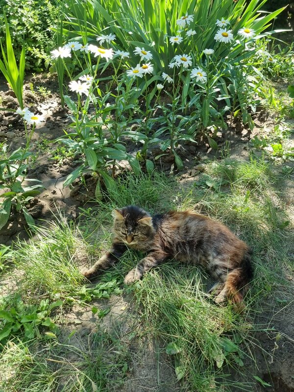 Кот Мура отдыхает в саду - Наталья 