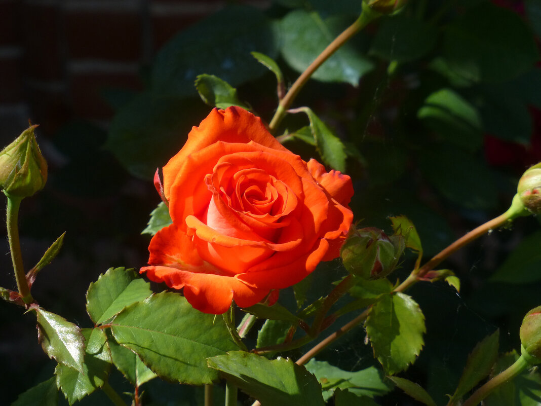 Оранжевая роза - Наиля 