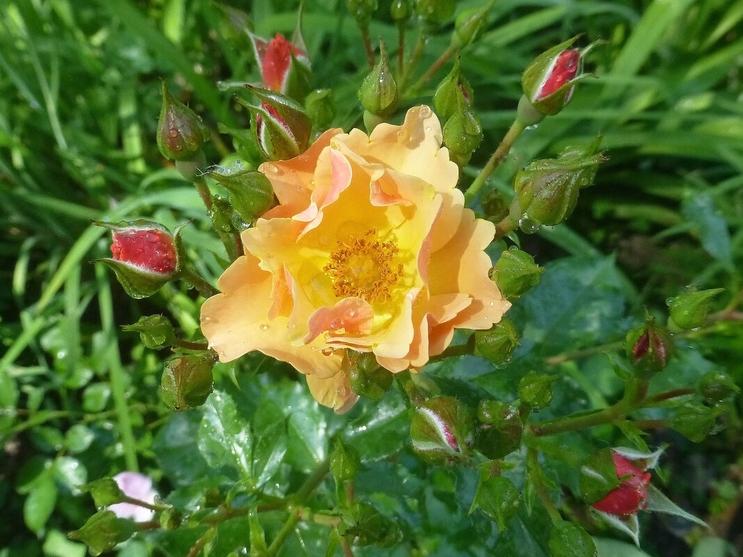 Куст розы - Наиля 