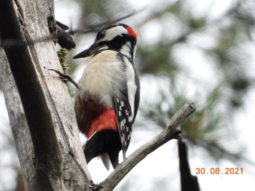 woodpecker - Сергей Гаричев