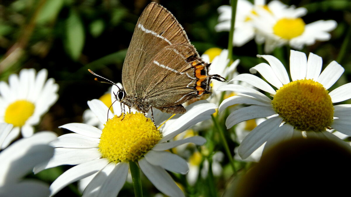 Хвостюшок в"язовий (Satyrium w-album) — вид денних метеликів родини Синявцеві (Lycaenidae). - Ivan Vodonos