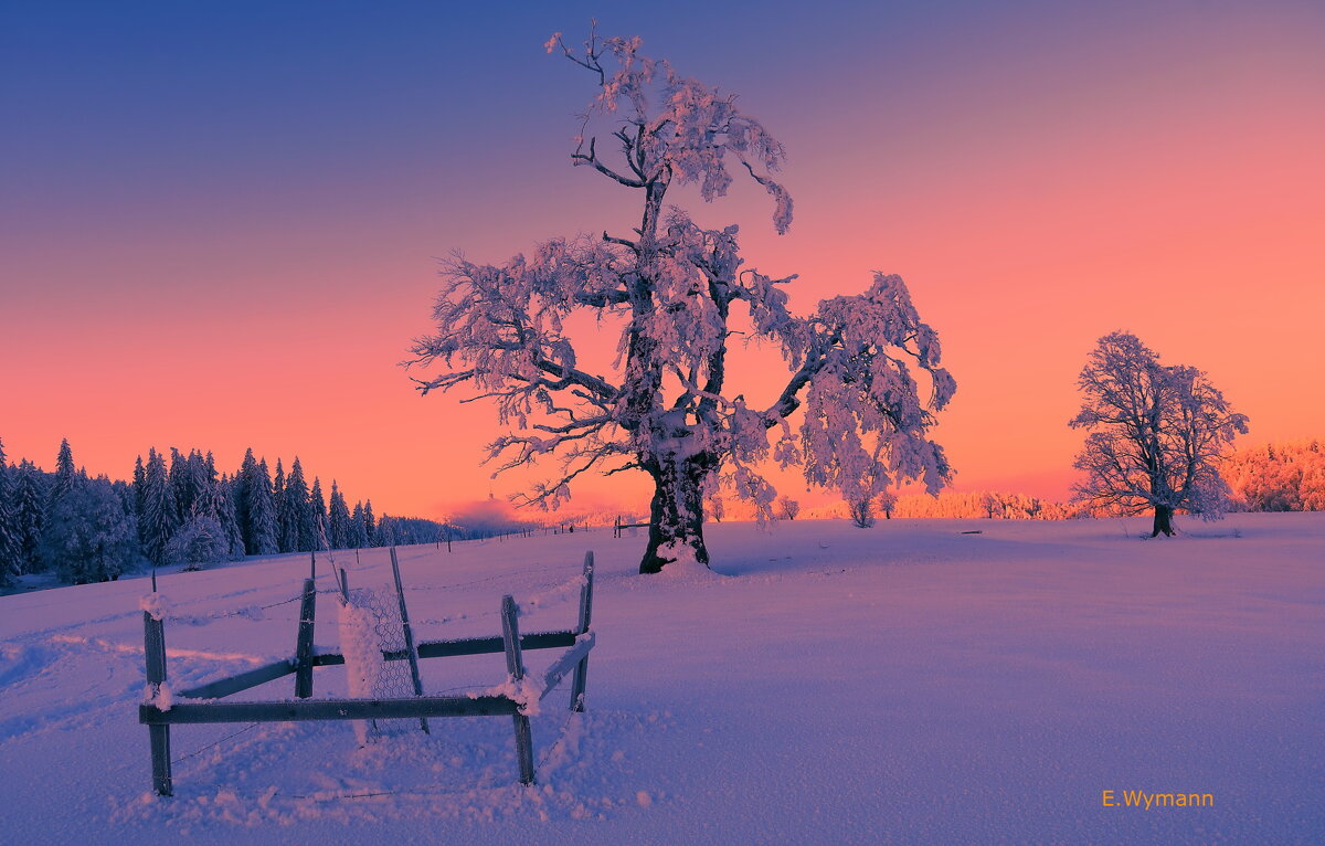 winter morning - Elena Wymann