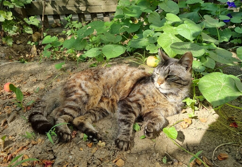 Марыся отдыхает в саду - Наталья 