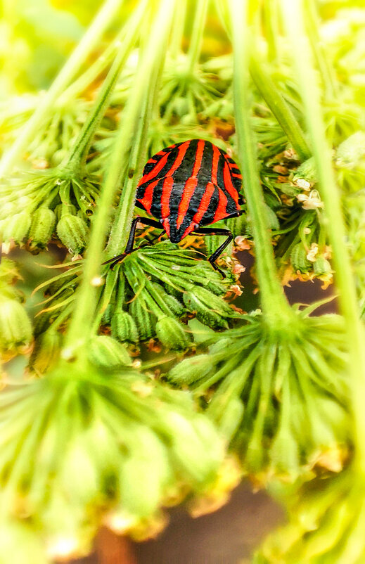 Graphosoma lineatum) - AZ east3