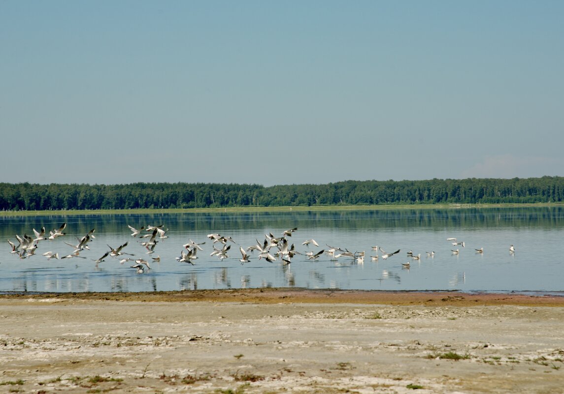 Чайки на озере - Роберт Хак.....