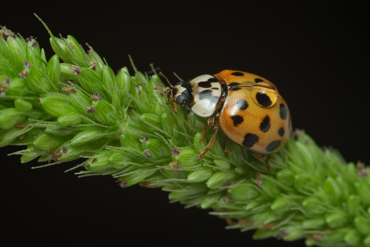 Божья коровка-арлекин (лат. Harmonia axyridis) - Денис Ветренко