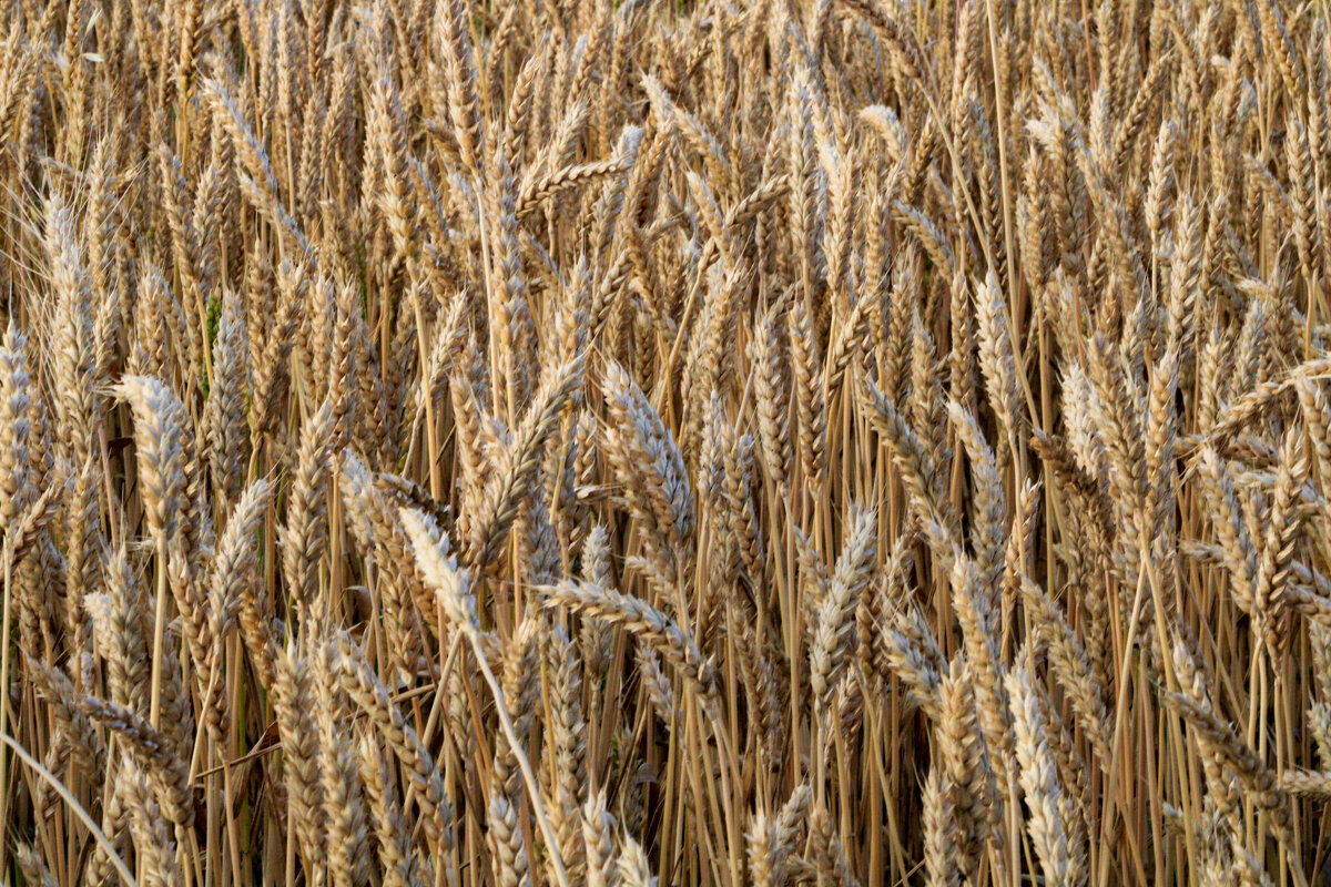 Пшеница - Виктория 