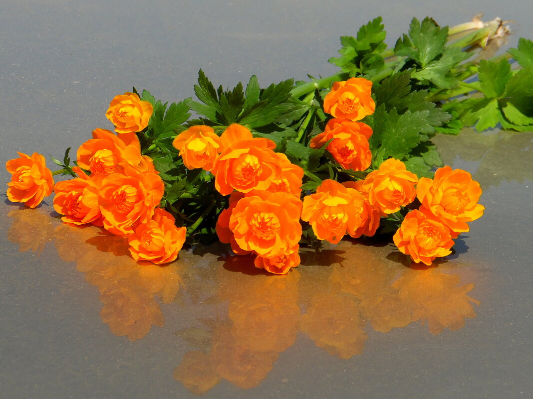 Нет прекрасней самоцветов, нет чудеснее цветов, чем оранжевого цвета это чудо лепестков! - nadyasilyuk Вознюк