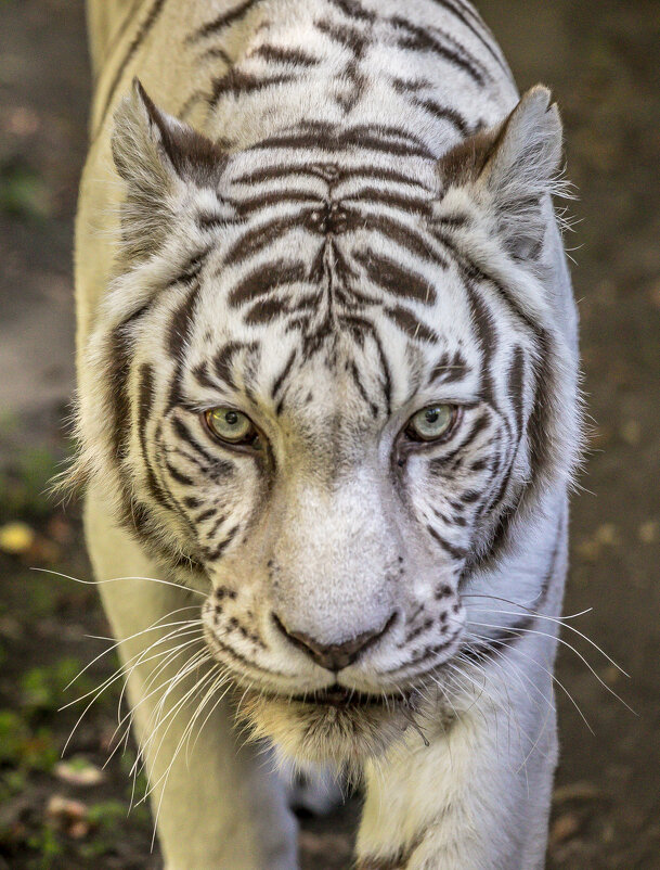 Бенгальская тигрица Зая. - аркадий 