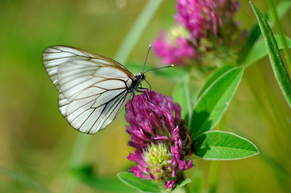 Butterfly - Андрей Вестмит