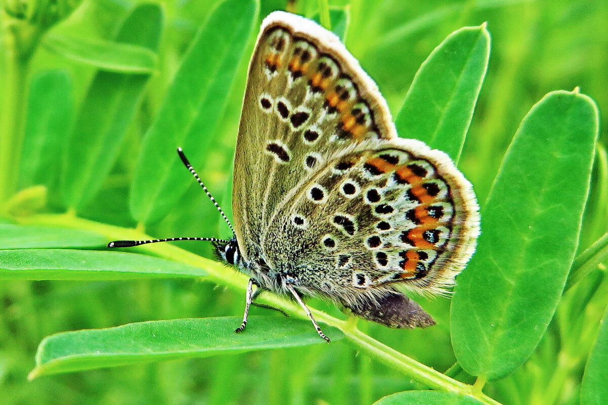 Синявець Аргус (Plebejus argus) — вид денних метеликів родини Синявцеві (Lycaenidae) - Ivan Vodonos