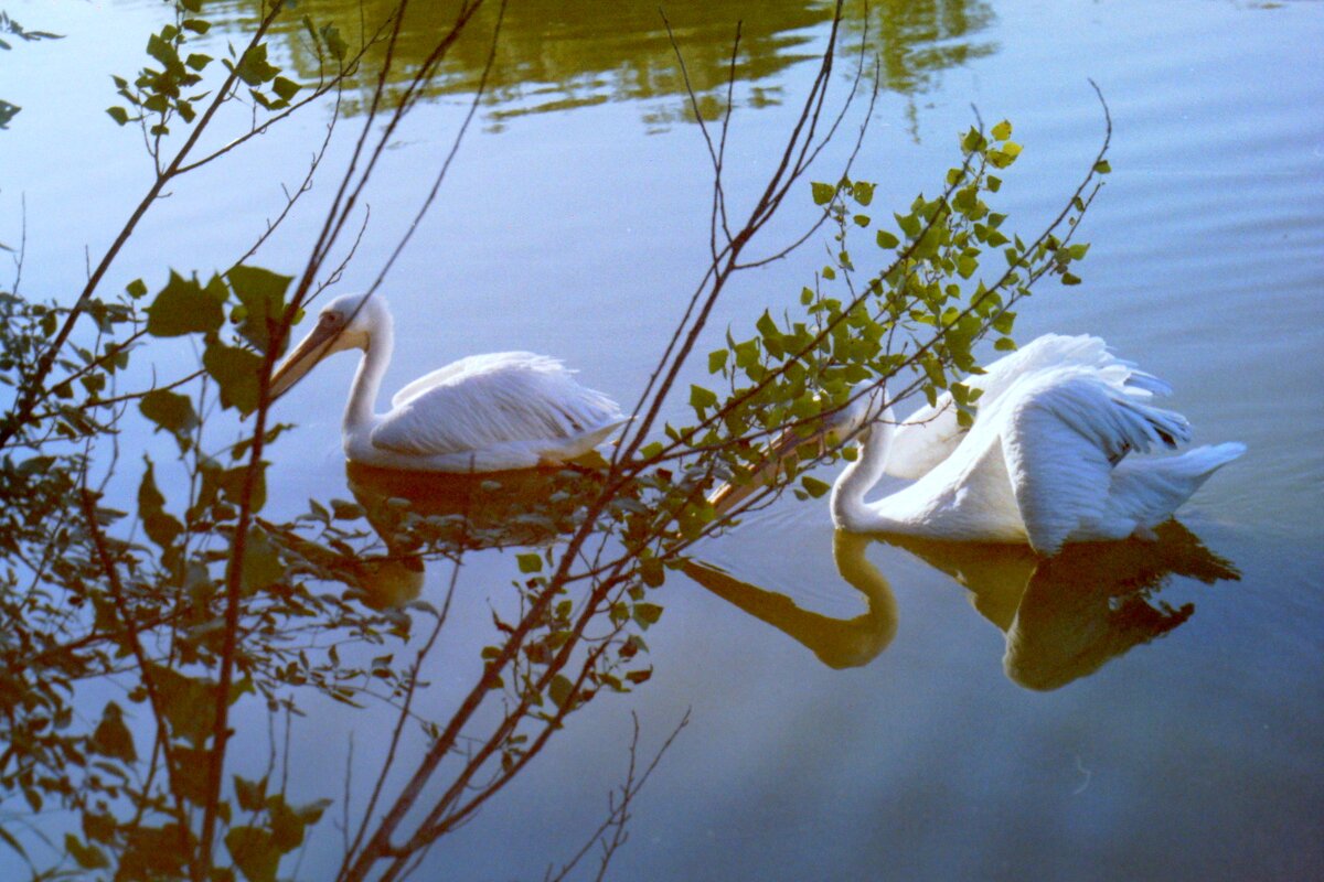 two pelican - Алла Кузнецова